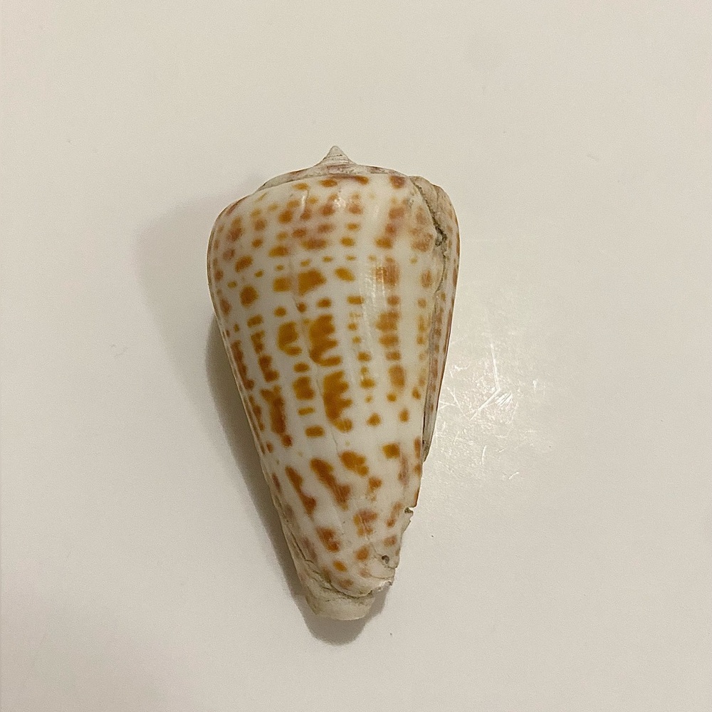 Natural Cone Seashell Cream Brown Pattern Shell for Decor Display Collector